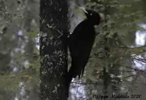 Palokärki Kirnuvaara 12.02.2020 Seppo Mäkitalo